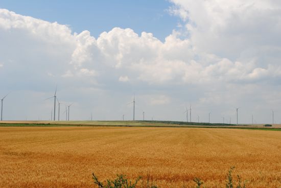 多瑙河三角洲一带分布着很多风力发电机。图：旅罗华人报