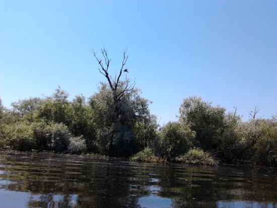 可以坐着小船开到多瑙河深处，那里有很多世界上的珍禽。图：旅罗华人报