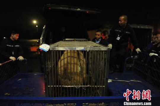 大熊猫“蜀兰”运抵中国大熊猫保护研究中心都江堰基地。　李传有